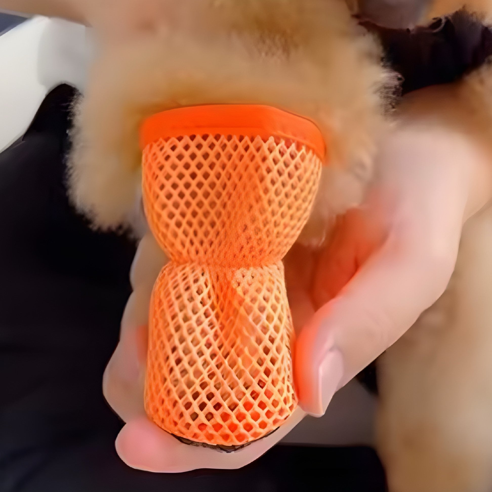 Moda y Protección para Patitas